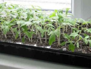 Когда и как правильно сажать семена помидоров?